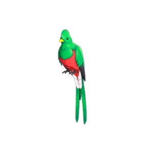 Quizzical Quetzal